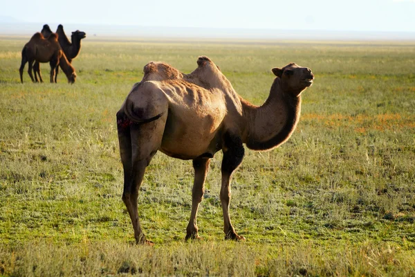 Drei Kamele in der Mongolei — Stockfoto