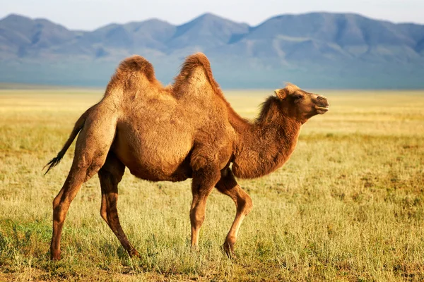 Moğolistan'da bir deve — Stok fotoğraf