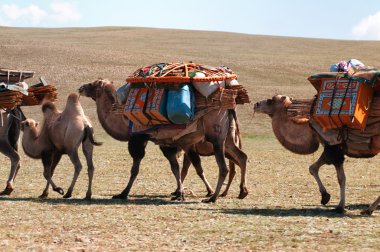 Moğolistan'da deve kervanı