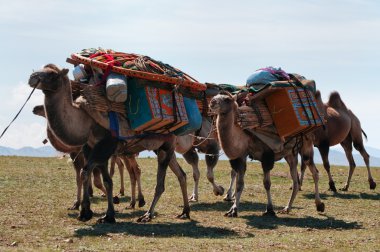 Moğolistan'da deve kervanı