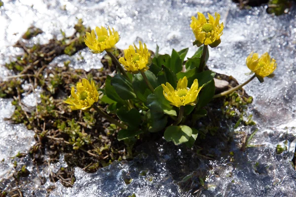 Flores amarillas surgiendo del hielo —  Fotos de Stock