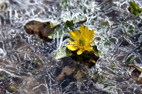 Желтый цветок поднимается из льда — стоковое фото