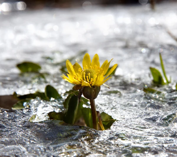 Yellow spring flower close-up — Stock Photo, Image