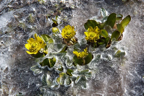 Gele voorjaar bloemen close-up — Stockfoto
