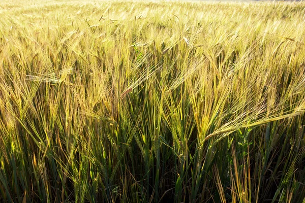 Campo de trigo verde — Fotografia de Stock