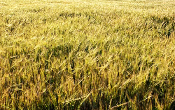 Campo de trigo verde — Fotografia de Stock