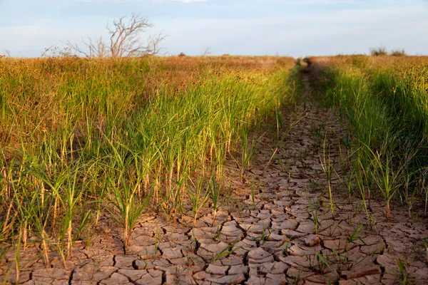 Groene planten en gebarsten aarde — Stockfoto