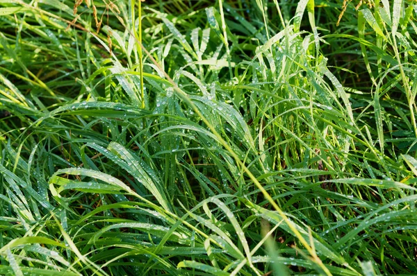 Rocío de la mañana en la hierba — Foto de Stock