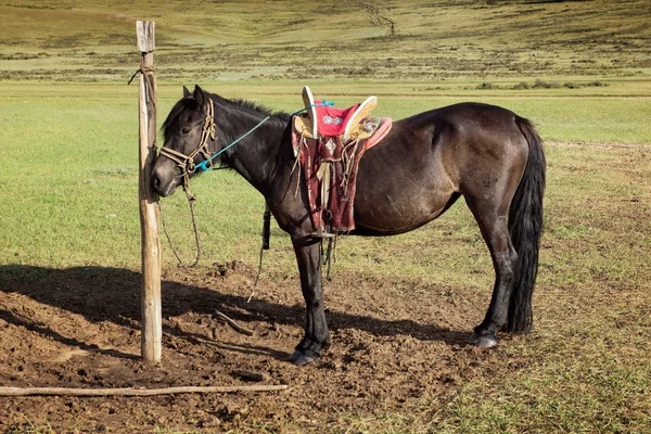 Pferde an der Leine — Stockfoto