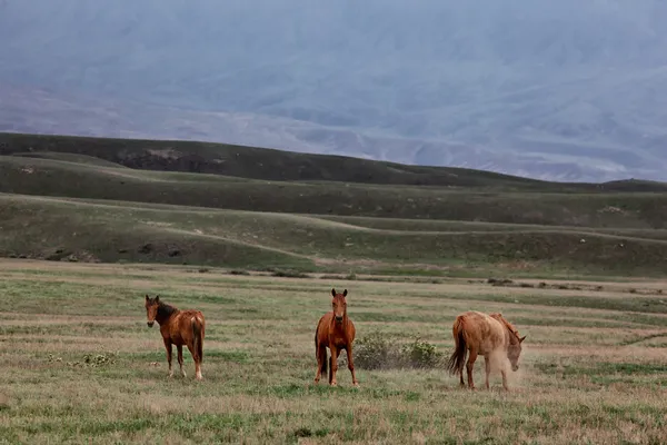 Drie wilde paarden — Stockfoto