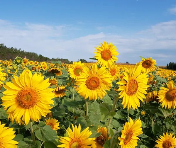 Sunflower field Stock Image