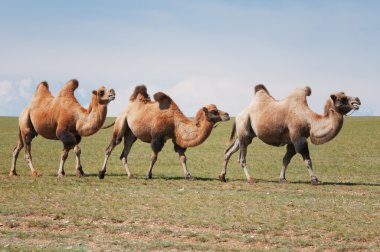 Moğolistan'da bir deve