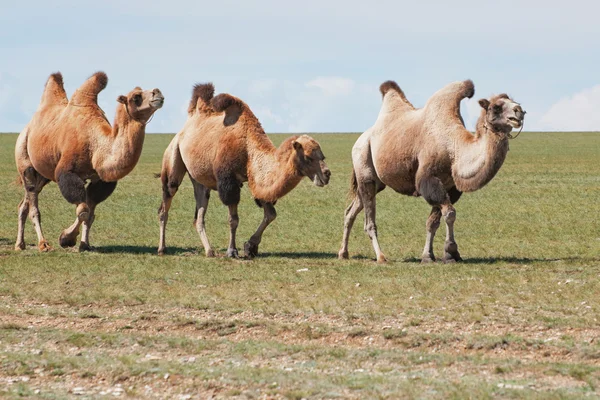 Jeden velbloud v Mongolsku — Stock fotografie