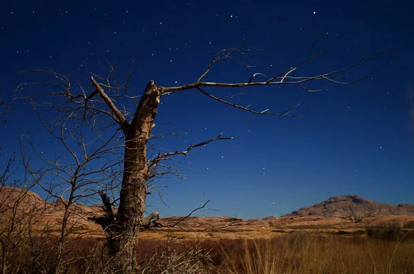 Нічні фото мертвого дерева в пустелі — стокове фото