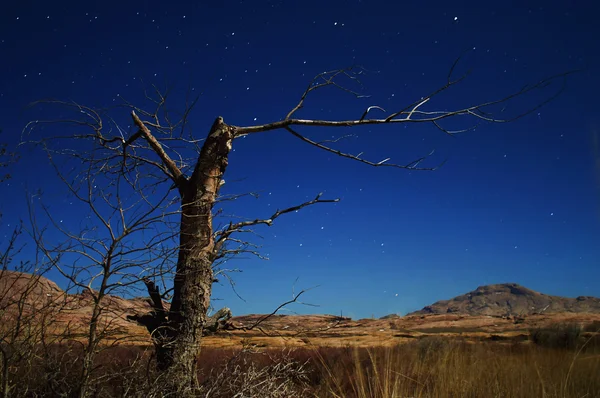 砂漠の夜の写真枯れ木 ロイヤリティフリーのストック画像