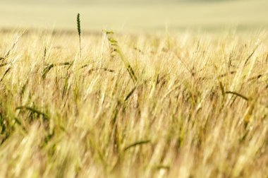 Yeşil buğday tarlası