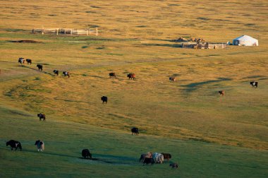 Moğolistan ve Hayvancılık göçebe evde