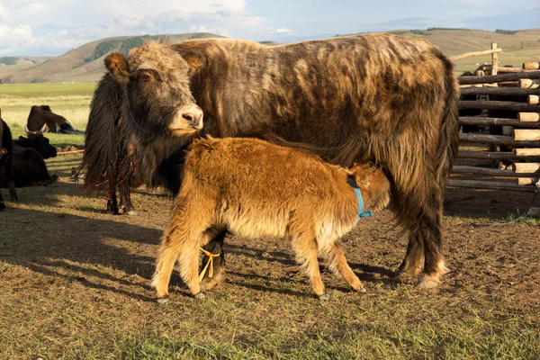Bruin koe en kalf zuigen — Stockfoto