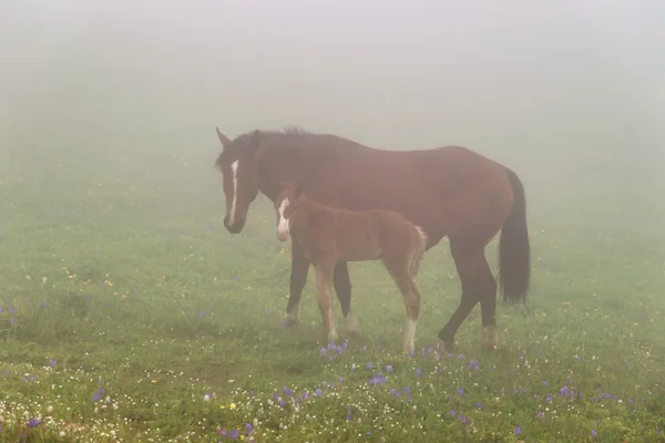 馬と子馬 — ストック写真