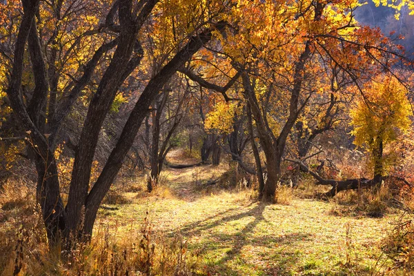 Осінній ліс — стокове фото