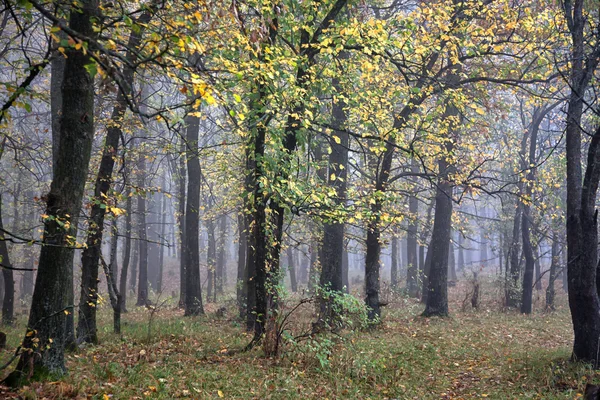 Höst skog — Stockfoto