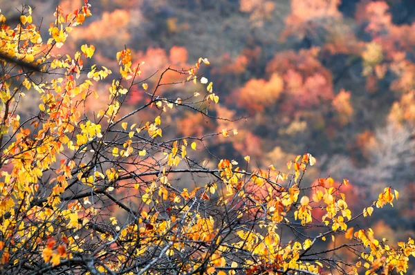 Осінні дерева подробиці — стокове фото