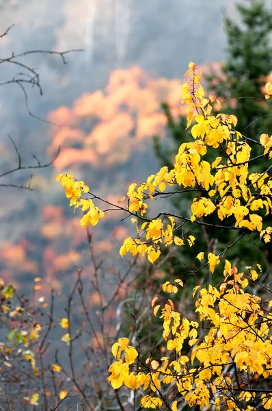 Alberi d'autunno dettagli — Foto Stock