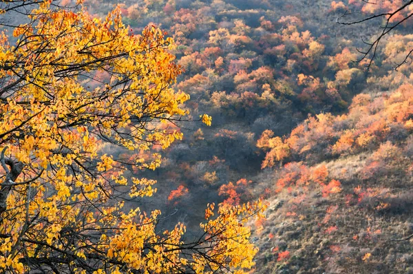 Sonbahar ayrıntıları ağaçları — Stok fotoğraf