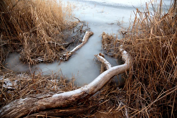 Frozen Pond — Stock Photo, Image