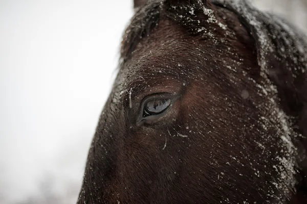 Зимний портрет лошади крупного плана — стоковое фото
