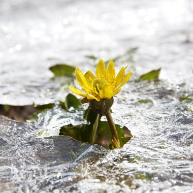 Sarı bahar çiçekleri