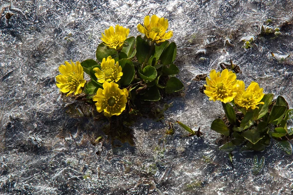 Flores amarelas da primavera — Fotografia de Stock