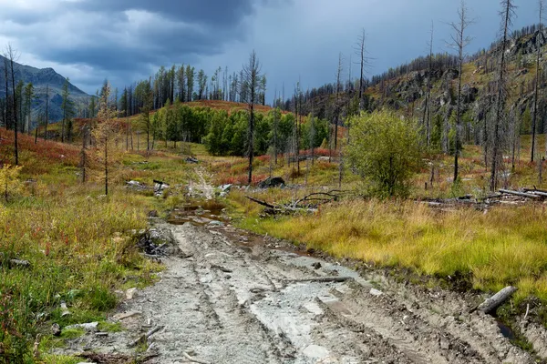 Skogen återhämtar sig efter en brand — Stockfoto