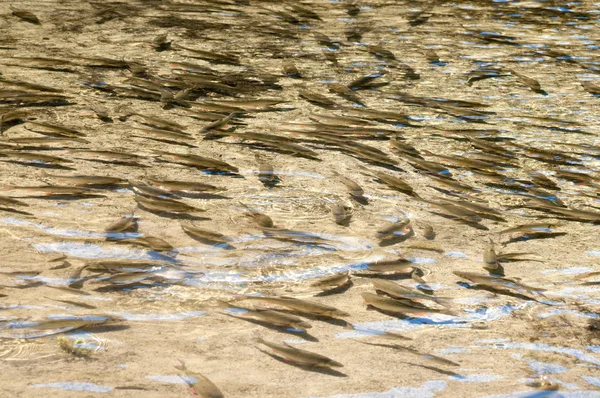 Rebanho de peixes de água doce — Fotografia de Stock