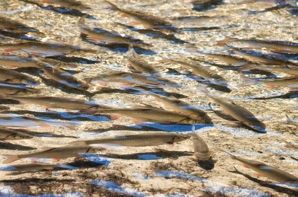 Rebanho de peixes de água doce — Fotografia de Stock