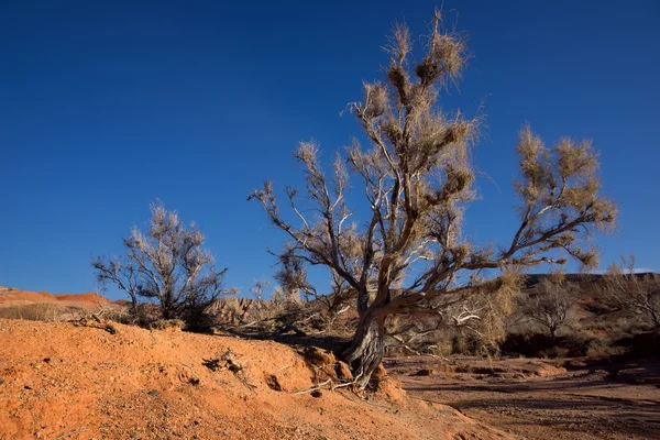 Shrub Haloxylon — Stock Image Shrub Haloxylon Stock Photo