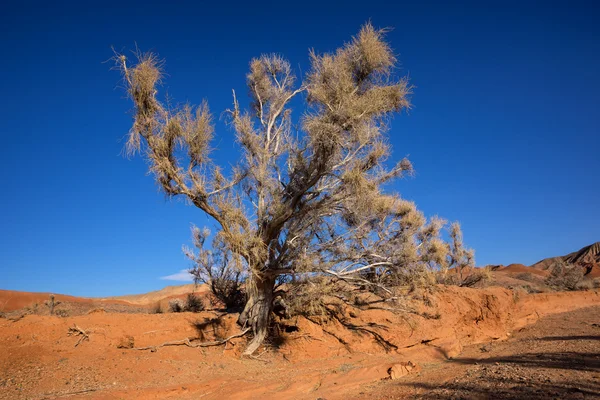 Shrub Haloxylon — Stock Image Shrub Haloxylon Stock Photo