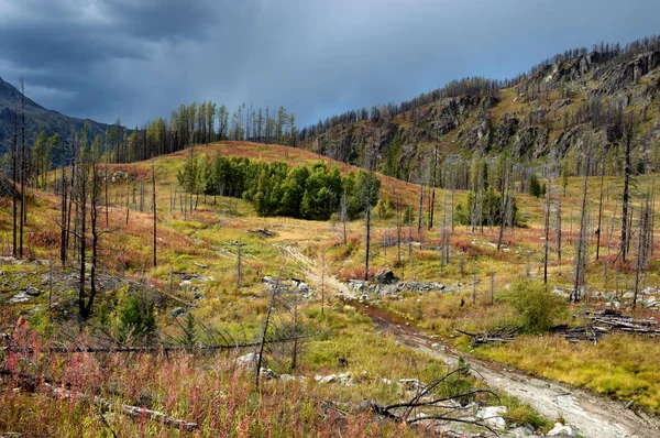 Forest recovering after a fire — Stock Photo, Image