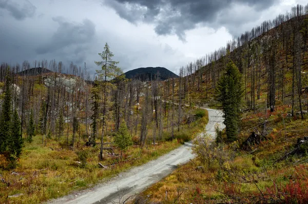 Forest te kunnen herstellen na een brand — Stockfoto