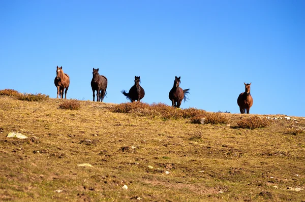 Paarden tegen de hemel — Stockfoto