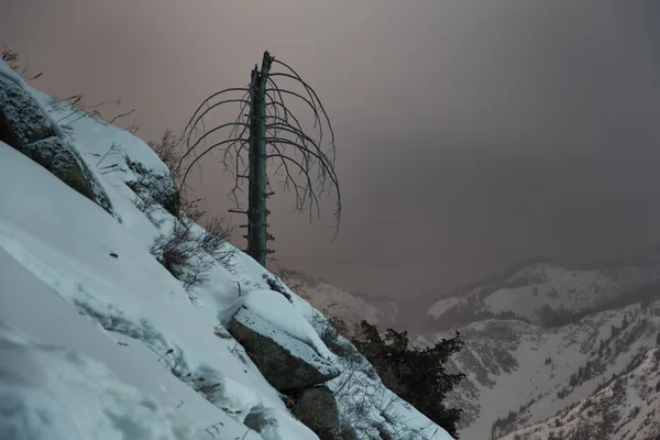 Dead tree in nigth winter mountains — Stock Photo, Image