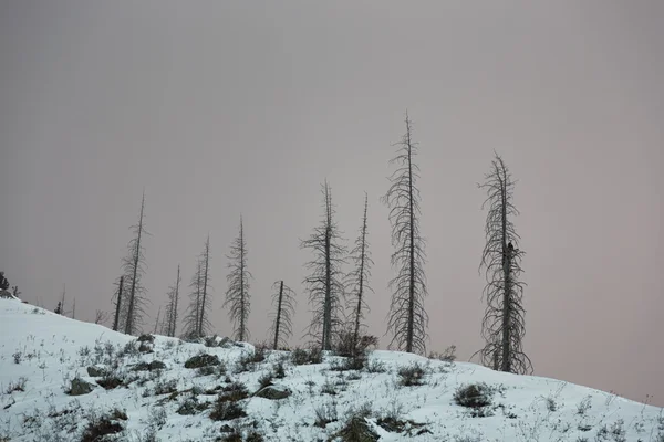 Zmarłe drzewo w górach zimą nigth — Zdjęcie stockowe
