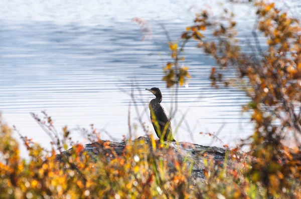 Cormorant bird — Stock Photo, Image