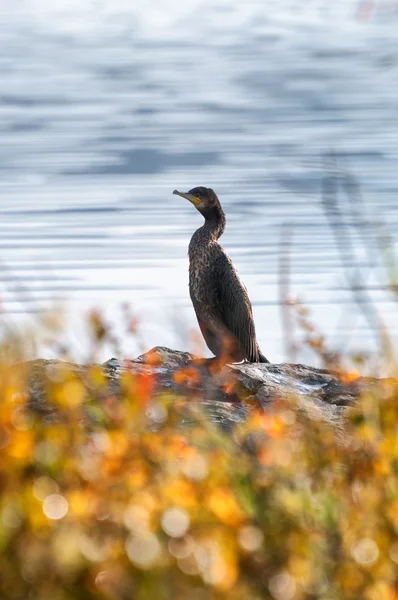 Pájaro cormorán — Foto de Stock