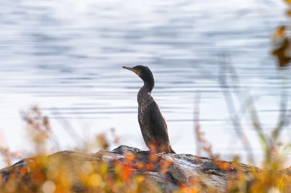 Cormorant bird — Stock Photo, Image