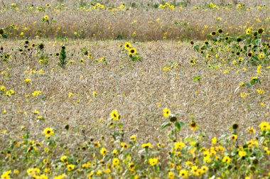 küçük ayçiçeği