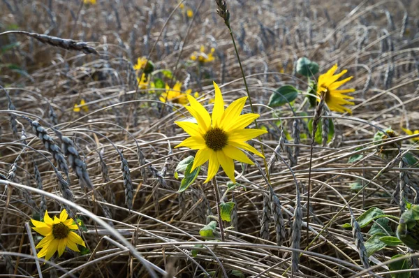 Small sunflowers — Stock Photo, Image