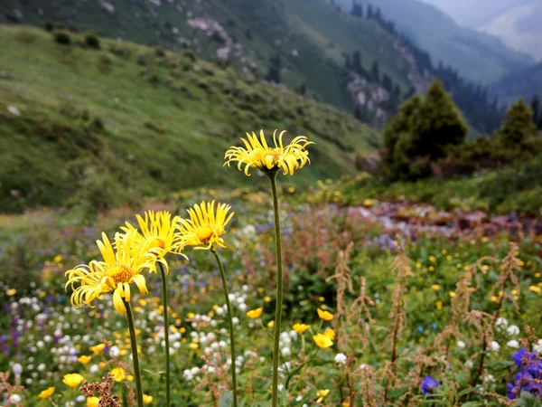 Flores amarelas nas montanhas — Fotografia de Stock