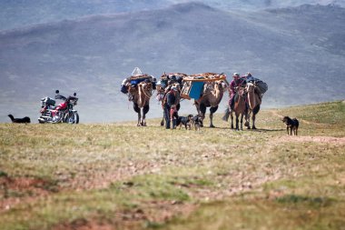 Moğolistan'da deve kervanı