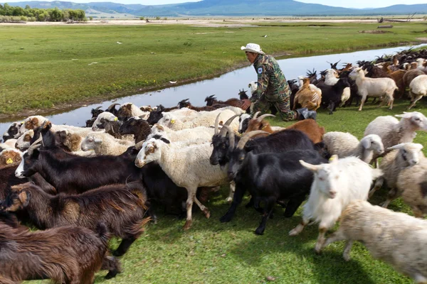 Pastore mongolo cattura un agnello — Foto Stock